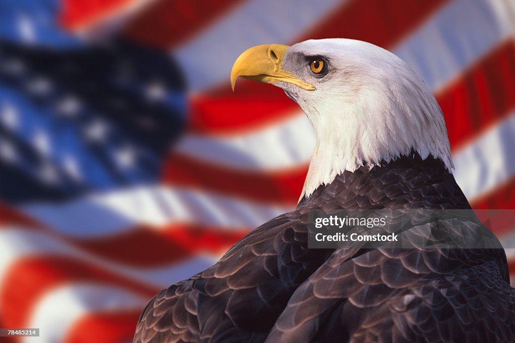 Bald eagle and american flag