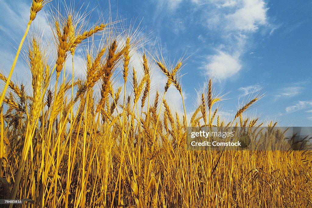 Wheat field