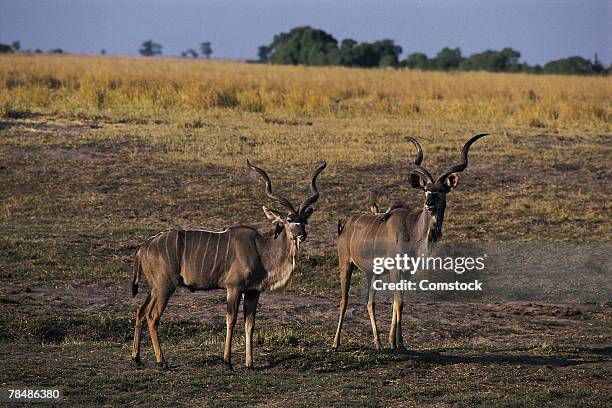 kudu , chobe national park , botswana - kudu stock pictures, royalty-free photos & images