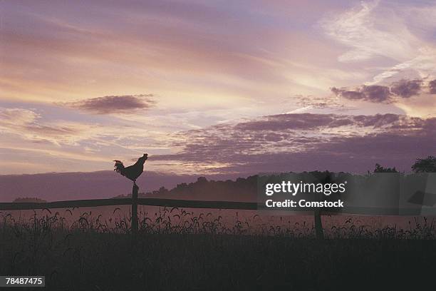 rooster on a fencepost - オスのひな鳥 ストックフォトと画像