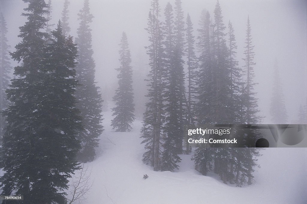 Forest with snow