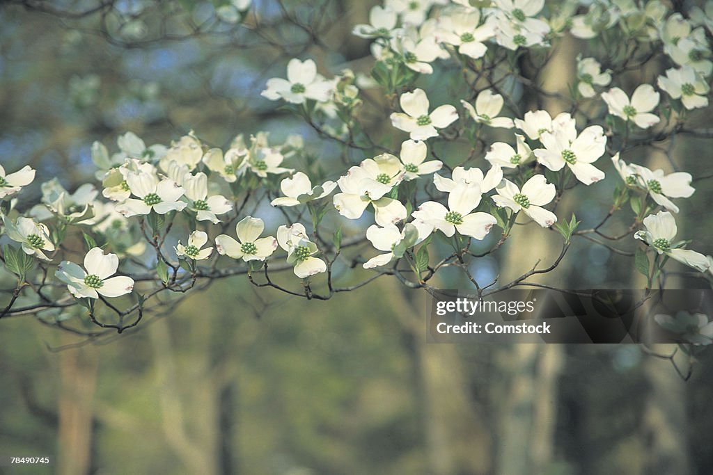 Flowering tree