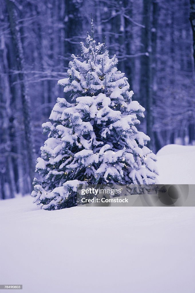 Tree covered in snow