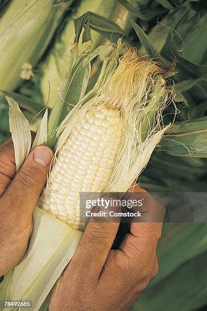 hands holding ear of white corn - white corn stock pictures, royalty-free photos & images