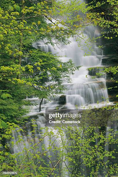 waterfall , ricketts glen park , scranton , pa , usa - scranton pennsylvania 個照片及圖片檔