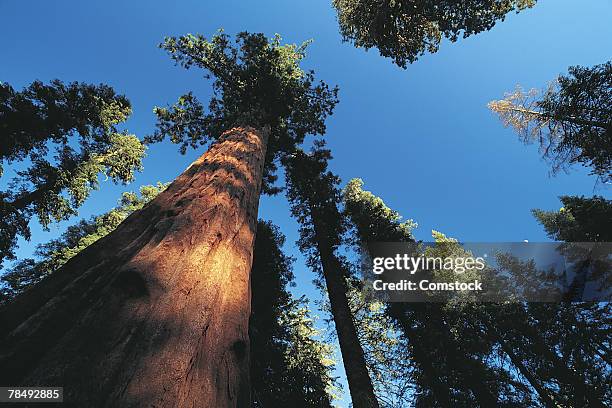 sequoia trees - old growth forest stock pictures, royalty-free photos & images