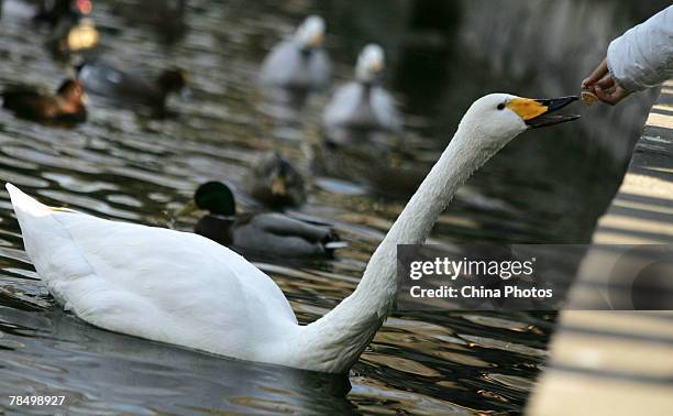 White swan takes a biscuit from a tourist's hand at the Beijing Zoo on December 15, 2007 in Beijing, China. According to state media, the Ministry of...