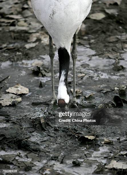 Red-crowned crane searches food in wet mud at the Beijing Zoo on December 15, 2007 in Beijing, China. According to state media, the Ministry of...