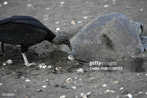 Vultures awaits to eat the eggs laid on the sand by a lora turtle at Ostional beach, 350 km northwest from San Jose, in the morning of 11 December,...