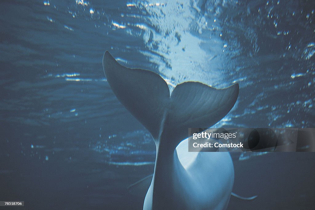 Beluga whale at New York Aquarium