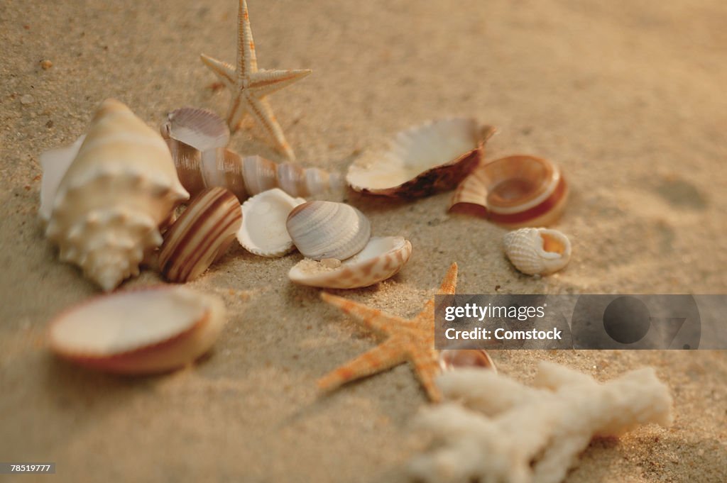 Seashells and starfish