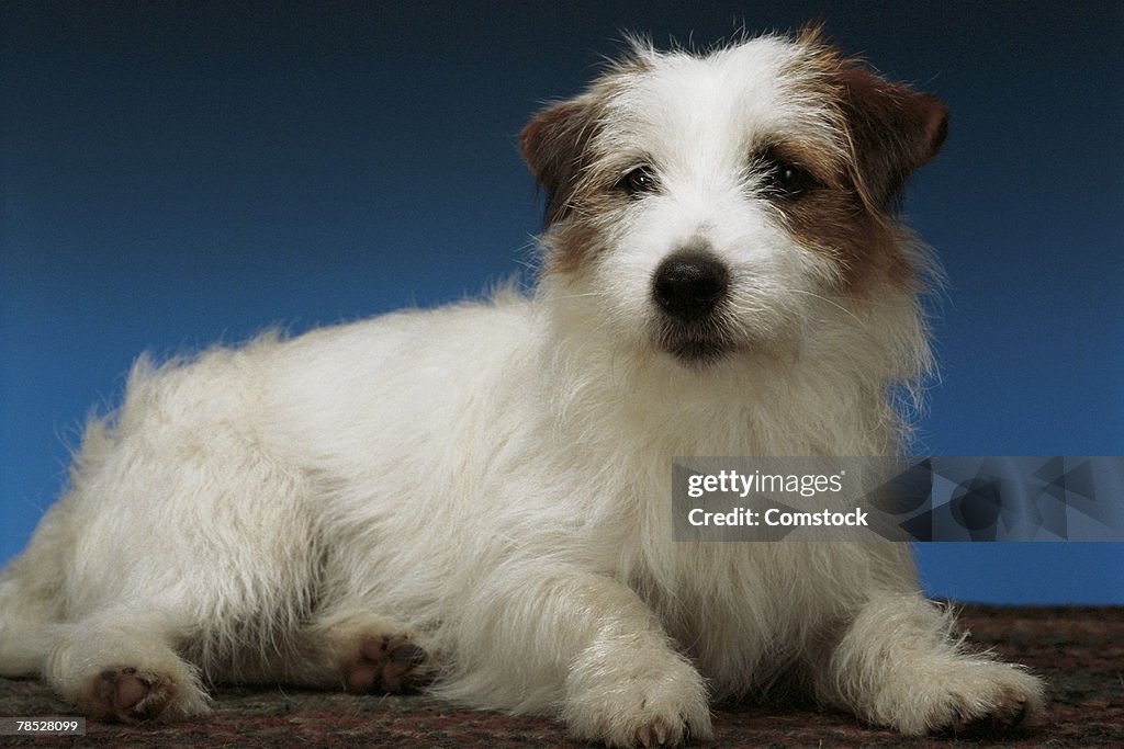 Jack Russell terrier