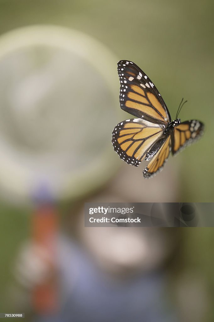 Flying Bullfly Butterfly Flying High-Res Stock Photo - Getty Images