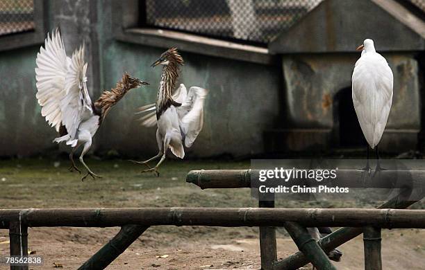 Birds play at the Xuanwu Hu Aviary on December 18, 2007 in Nanjing of Jiangsus Province, China. According to state media, the Ministry of Health...