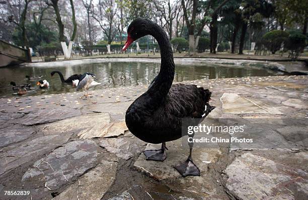 Black swan rests at the Xuanwu Hu Aviary on December 18, 2007 in Nanjing of Jiangsus Province, China. According to state media, the Ministry of...