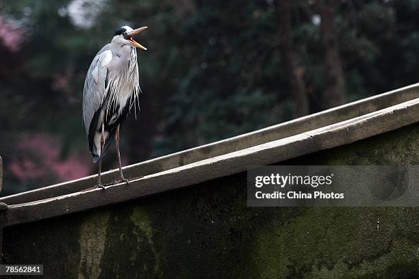 Bird perches on a wall at the Xuanwu Hu Aviary on December 18, 2007 in Nanjing of Jiangsus Province, China. According to state media, the Ministry of...