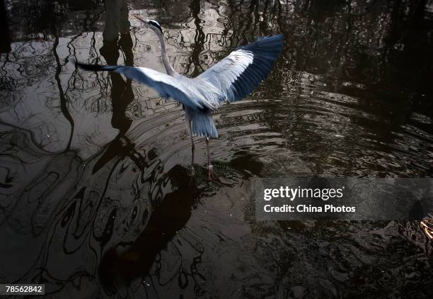 Bird flies at the Xuanwu Hu Aviary on December 18, 2007 in Nanjing of Jiangsus Province, China. According to state media, the Ministry of Health...