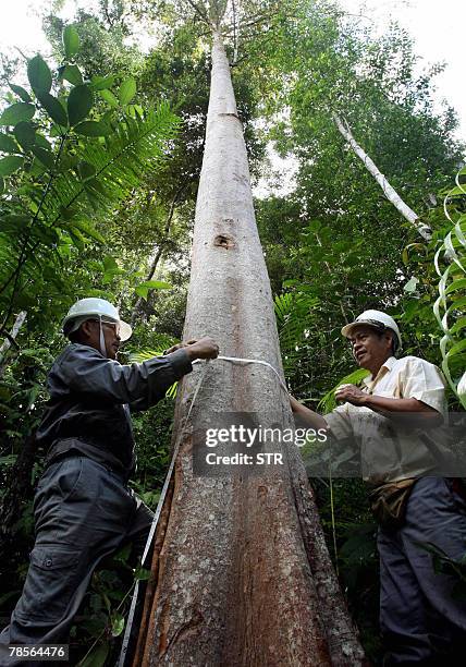 By M. Jegathesan Workers of a timber company measure the circumference of a tree as part of procedures before cutting them fown in the Ulu Baram...