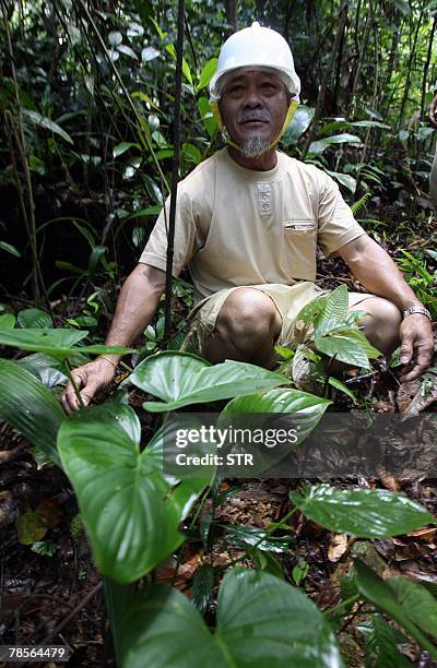 By M. Jegathesan Anjang Kiew, chairman of the Penan Association, shows a plant with medicinal properties to journalists during a tour of the Ulu...