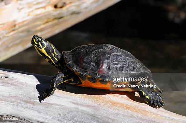red-bellied turtle, pseudemys rubriventris, sunning on a log. - emídidos fotografías e imágenes de stock