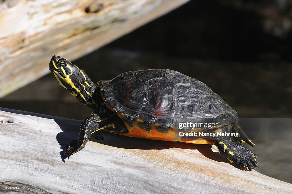 Red-bellied turtle, Pseudemys rubriventris, sunning on a log.