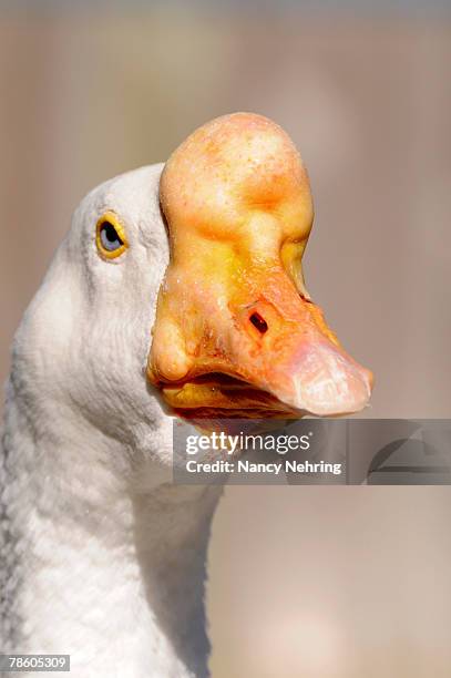243 Chinese Geese Photos and Premium High Res Pictures - Getty Images 243 Chinese Geese Photos and Premium High Res Pictures - Getty Images