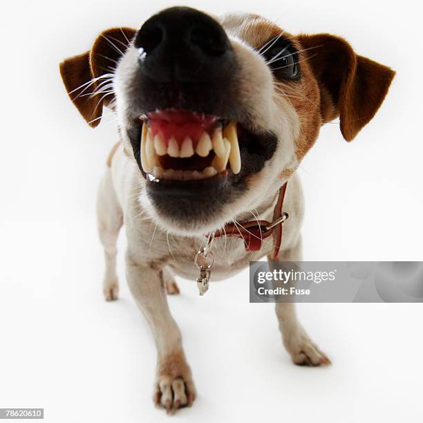 jack russell terrier snarling - savage dog stock pictures, royalty-free photos & images