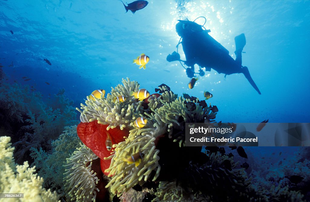 Scuba diver swimming by school of clown fish