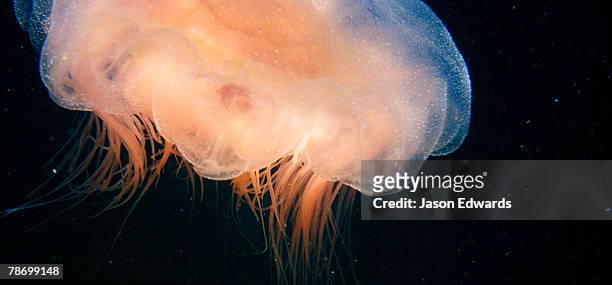 blairgowrie, victoria, australia. - lions mane jellyfish stock pictures, royalty-free photos & images