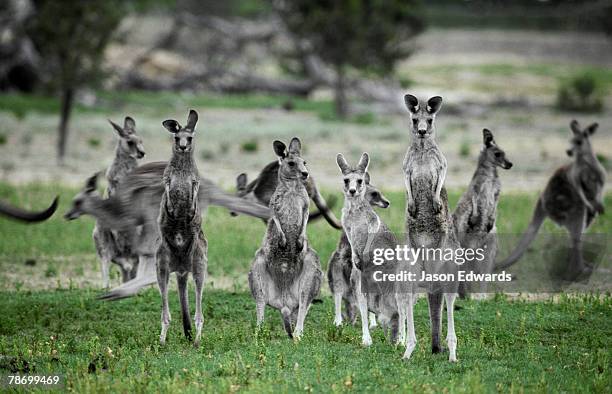 kyabrum fauna park, victoria, australia. - kangaroo jump stock pictures, royalty-free photos & images