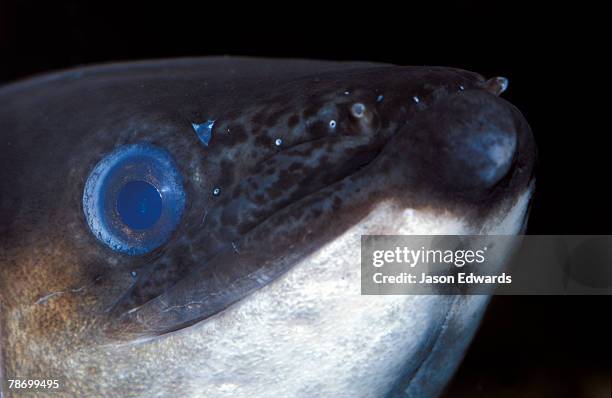 Fish Single Single Nostril Fish Photos and Premium High Res Pictures - Getty Images