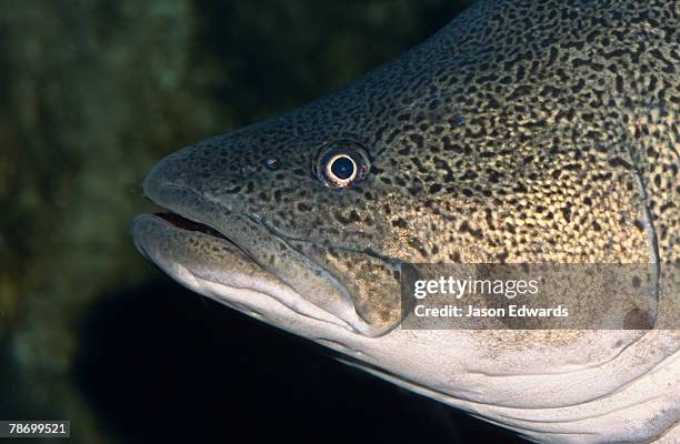 Large Cod Head 234 Cod Fish Head Stock Photos, High-Res Pictures, and Images - Getty ...