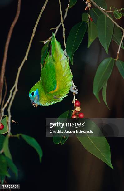 mission beach, queensland, australia. - mission beach - queensland stock pictures, royalty-free photos & images