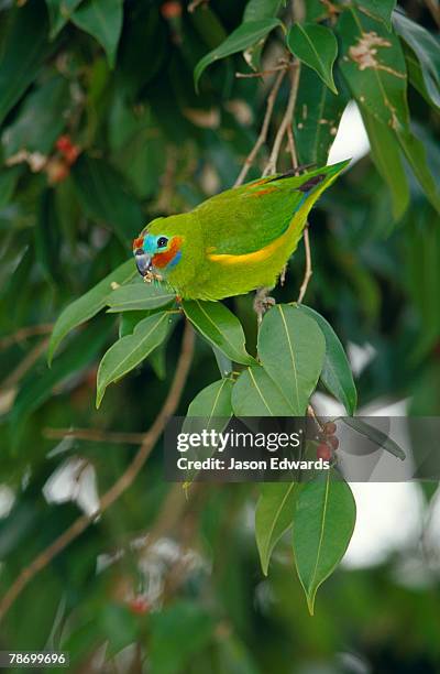 mission beach, queensland, australia. - mission beach - queensland stock pictures, royalty-free photos & images