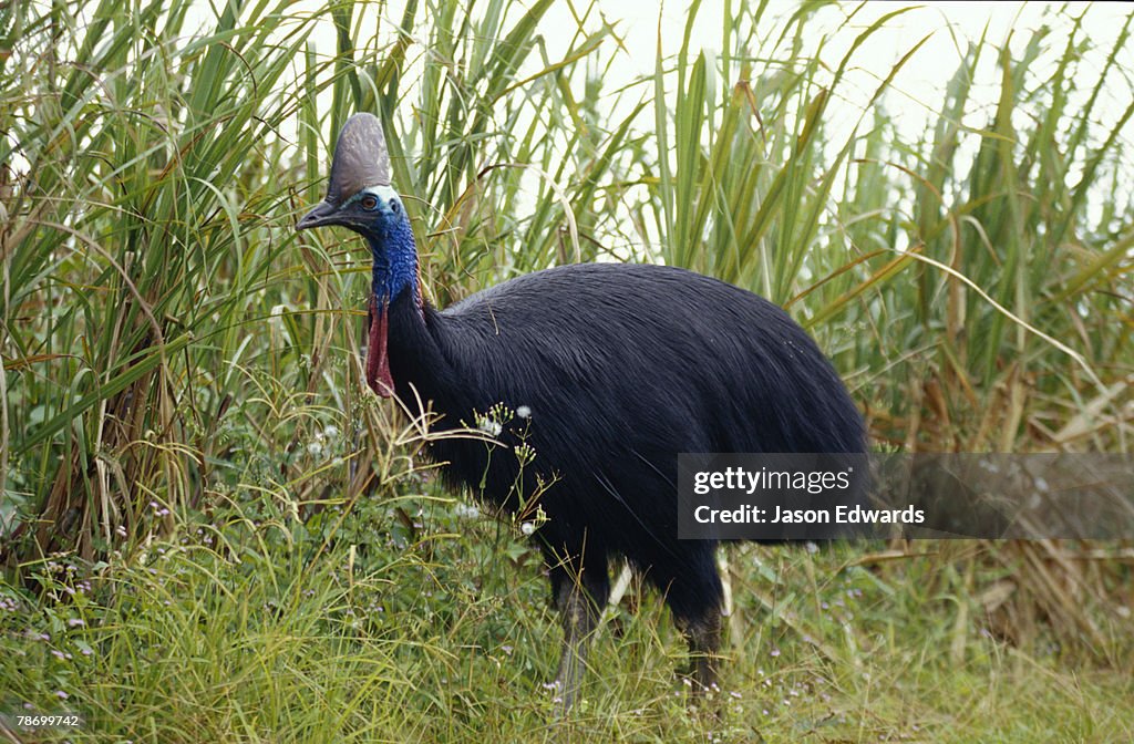 Near Mourilyan Harbour, Queensland, Australia.