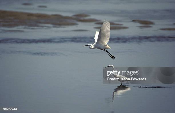 Skkeleton Wing 446 Skeleton Wings Stock Photos, High-Res Pictures, and Images - Getty ...