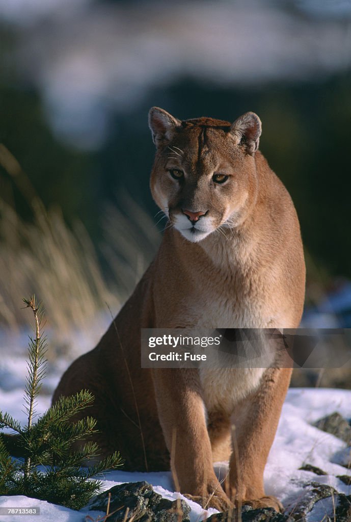 Cougar in Snow