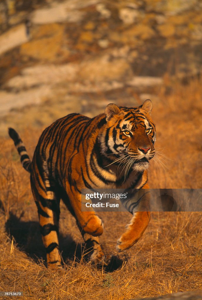 Bengal Tiger Running