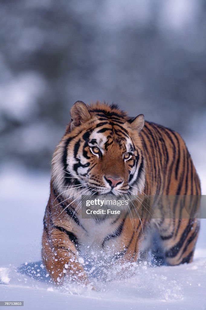 Bengal Tiger Walking in Snow