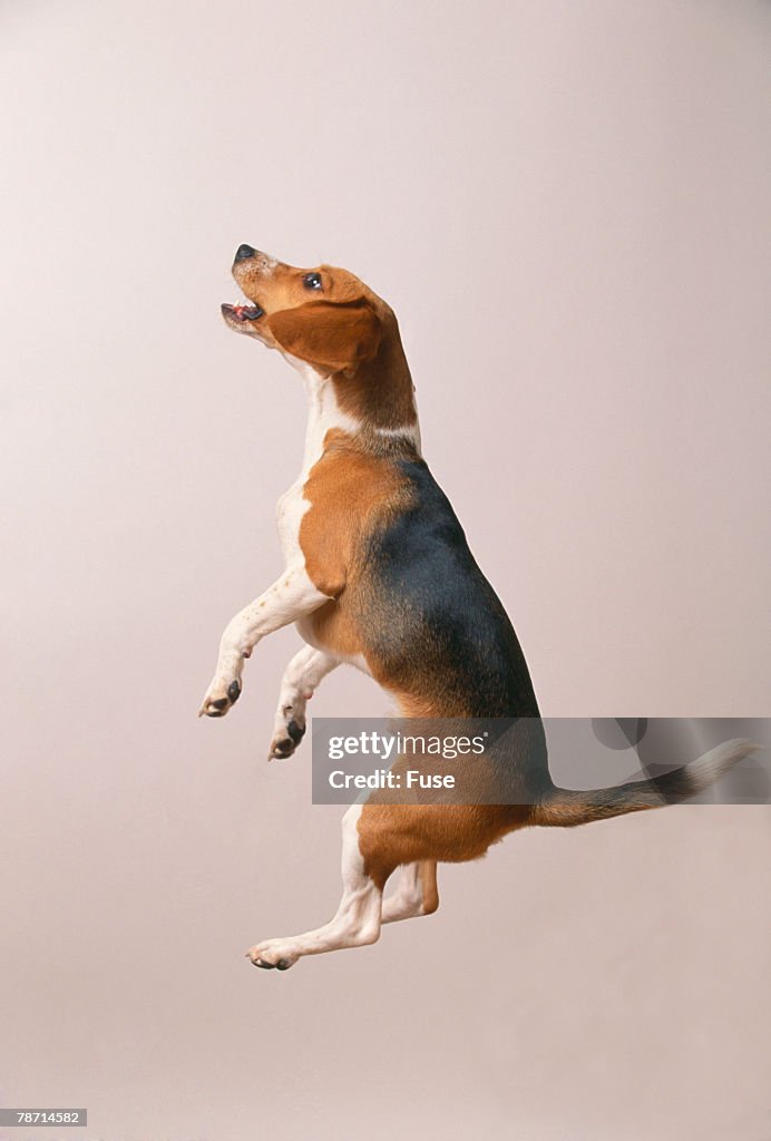 Beagle Jumping