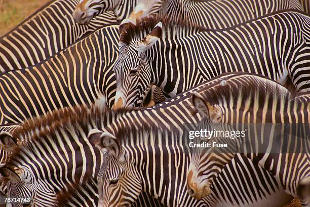 zebra herd - grevys zebra stock pictures, royalty-free photos & images