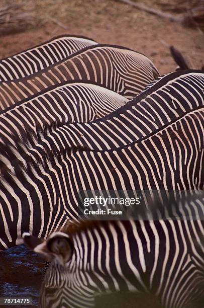 row of zebras - grevys zebra stock pictures, royalty-free photos & images