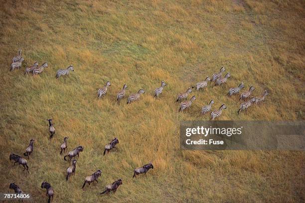 zebras and wildebeests - zebra herd running stock pictures, royalty-free photos & images