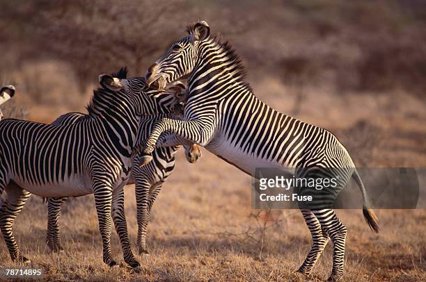 zebras - grevys zebra stock pictures, royalty-free photos & images