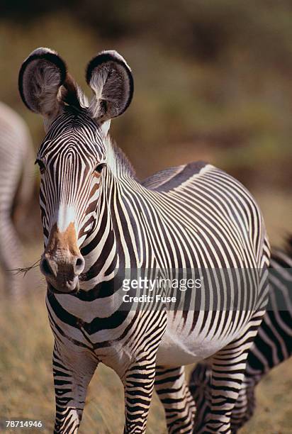grevy s zebra - grevys zebra stock pictures, royalty-free photos & images