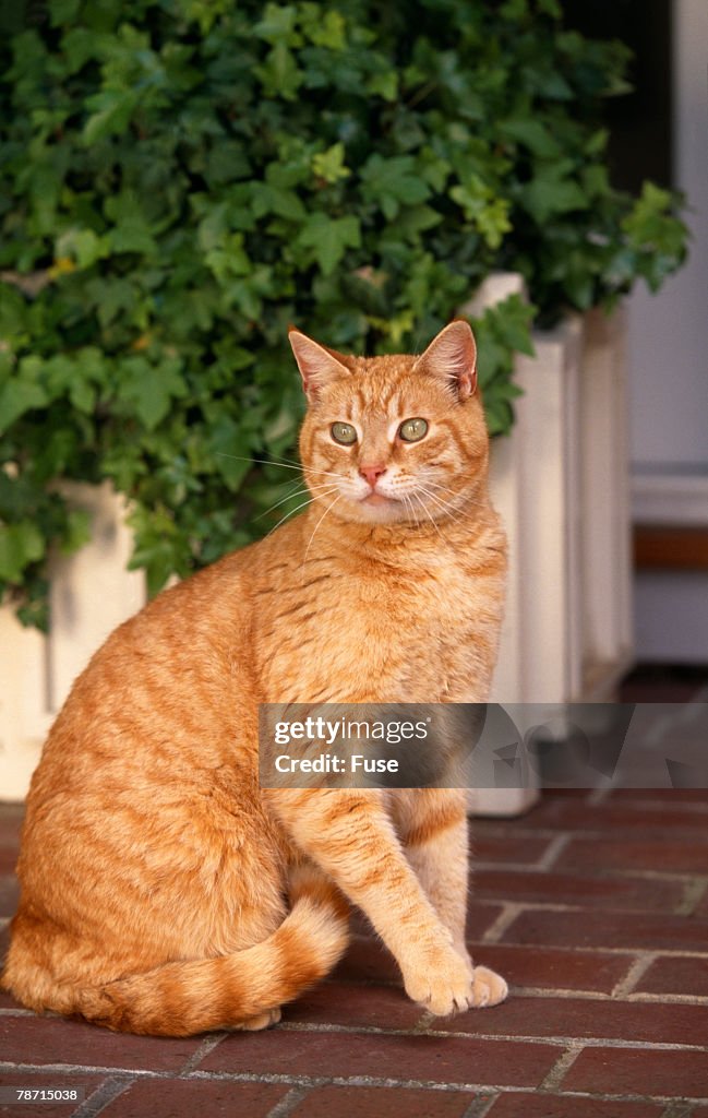 Yellow Cat Sitting on Cobblestone