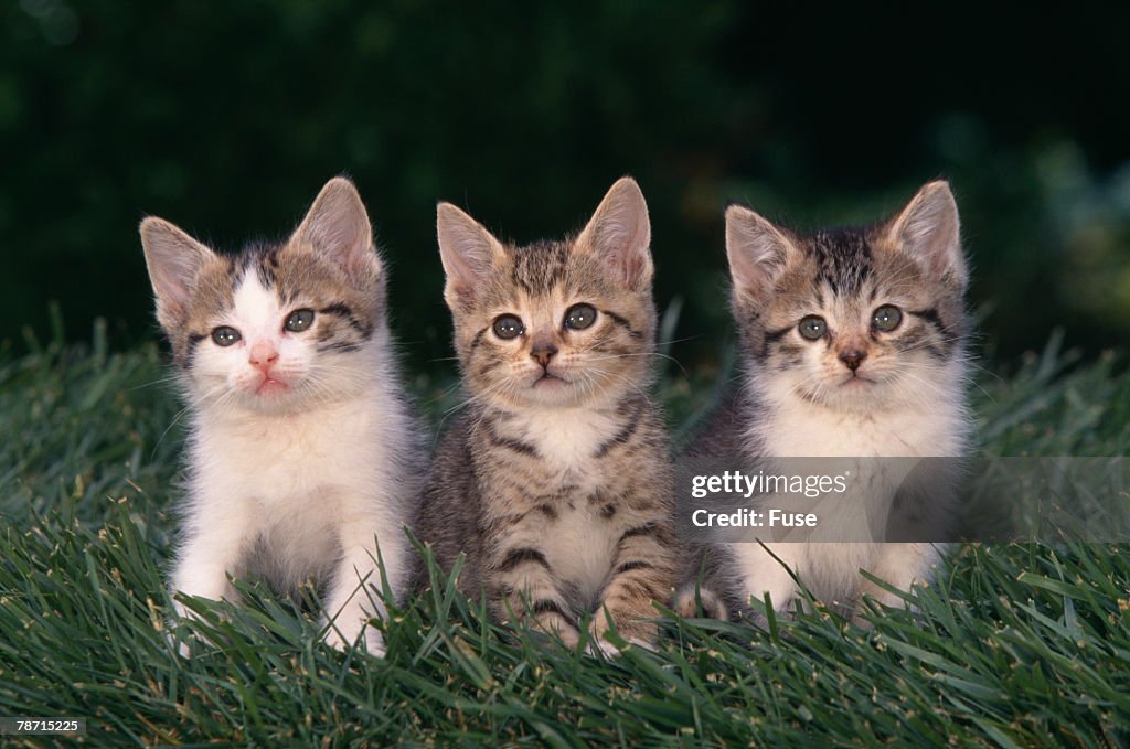 Three Kittens