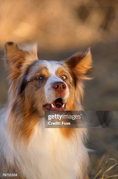 australian shepherd barking - australian shepherd eyes stock pictures, royalty-free photos & images