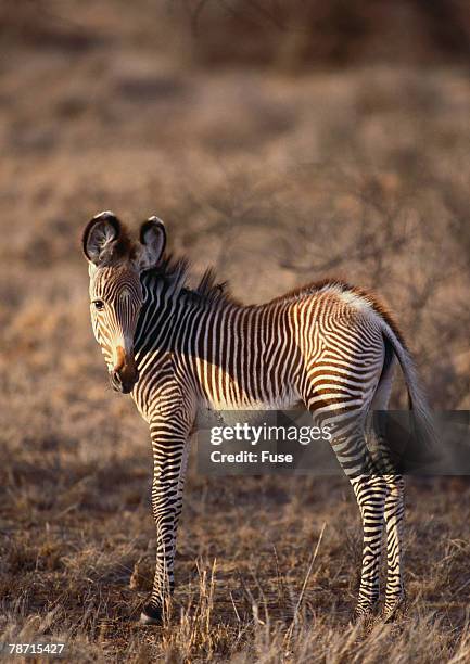 zebra foal - grevys zebra stock pictures, royalty-free photos & images
