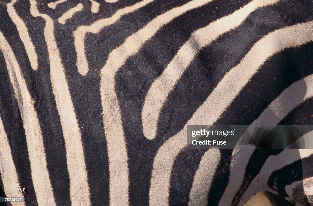 Zebra Flank